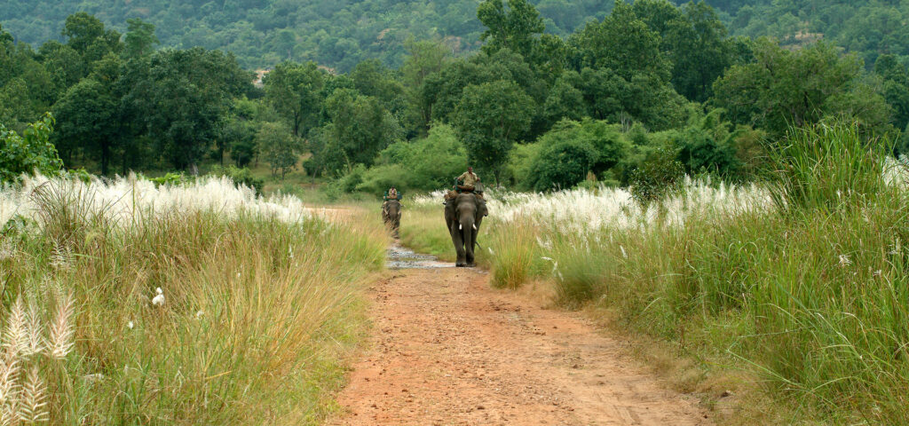 Tigers Den Bandhavgarh 6