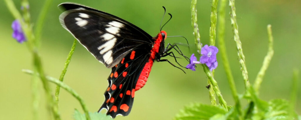 butterfly in bandhavgarh