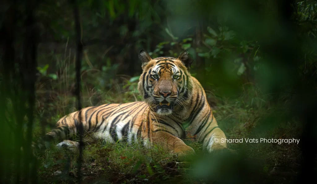 tiger safari in bandhavgarh