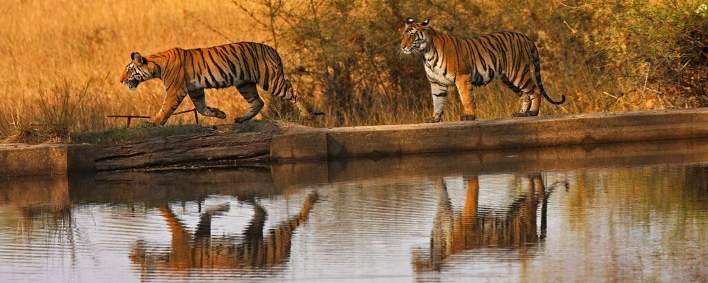 tigers walking in bandhavgarh
