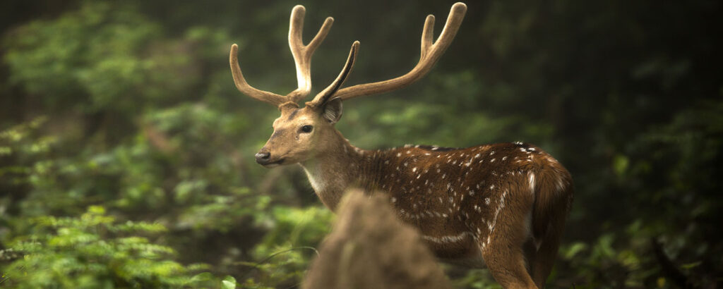 spotted deer in bandhavgarh