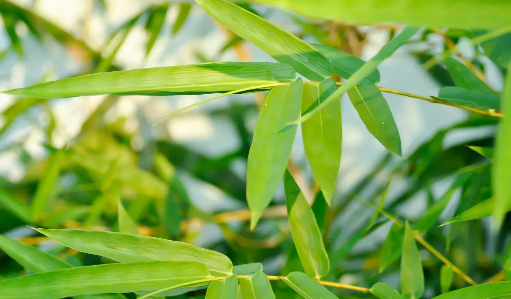 Bamboo Species (Dendrocalamus strictus)