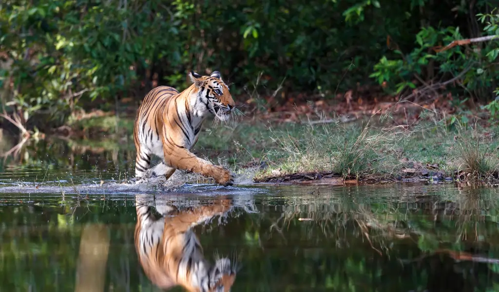 Bengal Tiger (Panthera tigris tigris) walking in the water of a small lake in Bandhavgarh National Park in India
