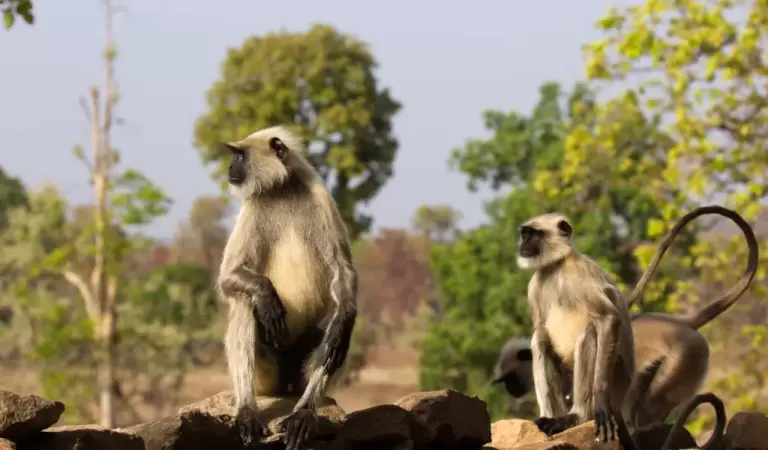 Black faced Langurs in Bandhavgarh NP, India