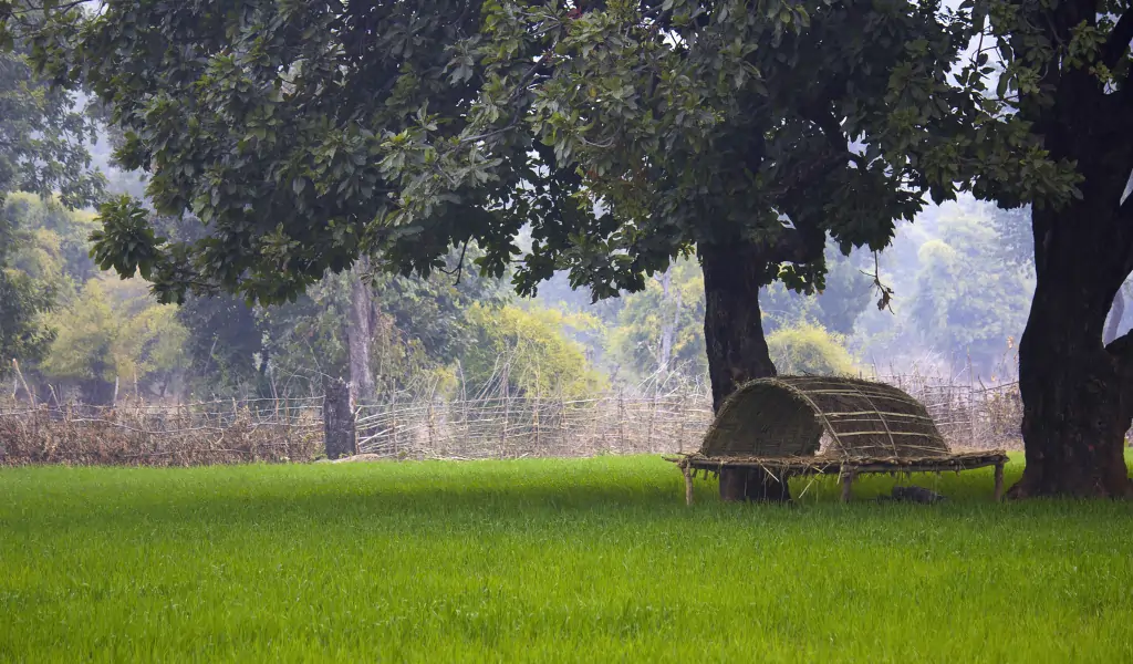 Fields and machan near bandhavgarh, Bandhavgarh Tiger Reserve outskirts, Madhya Pradesh, India