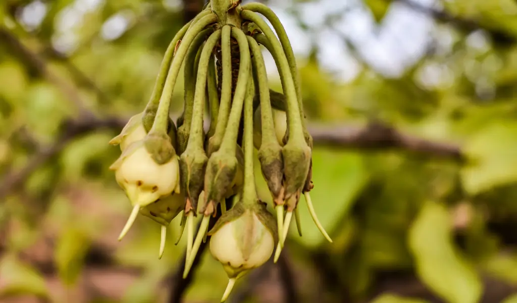 In forest trees Fresh Mahua flower is nature’s gift for entire family