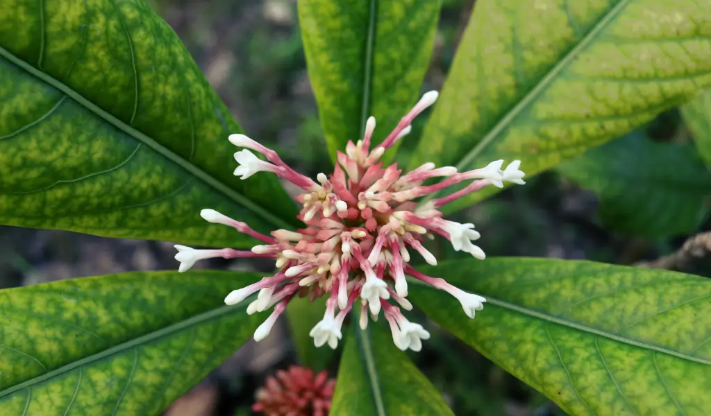 Indian Snake Root or Rauwolfia tree, white flowers on branch (bud and blooming) and blur green leaves background on top view in nature