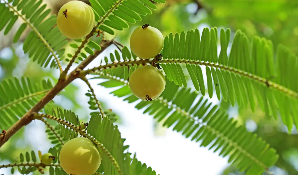 Indian gooseberry (Phyllanthus emblica), also called aamla in Hindi. Indian gooseberry is an essential ingredient of the traditional Indian Ayurvedic (herbal) medicines