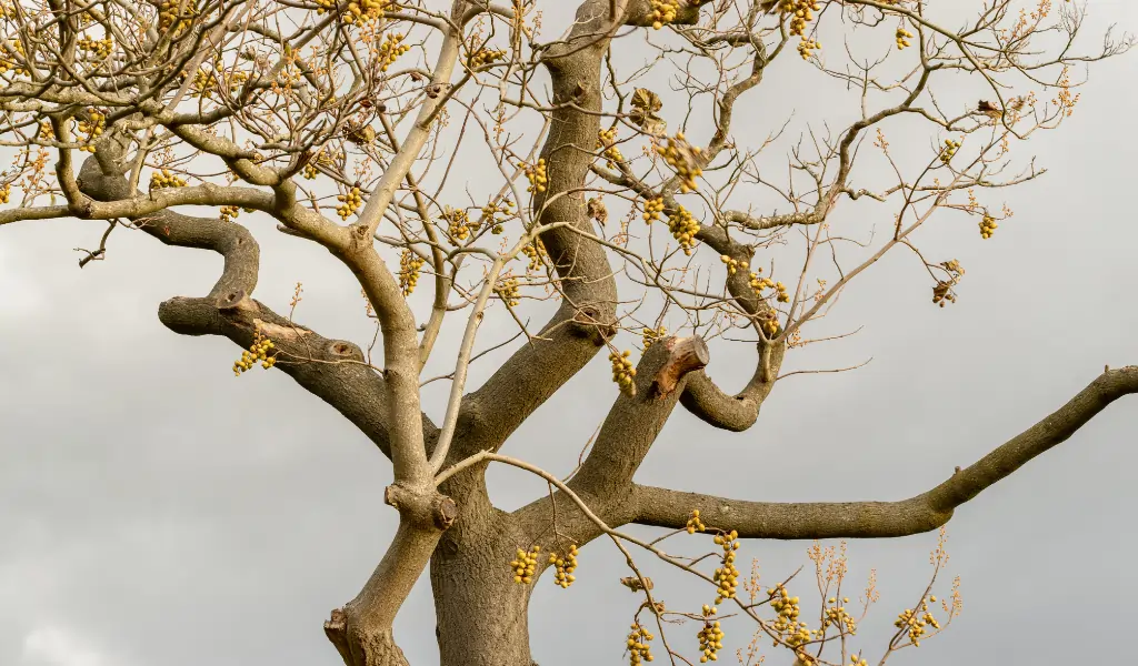 Low angle shot of an indian ghost tree aka Sterculia urens in autumn
