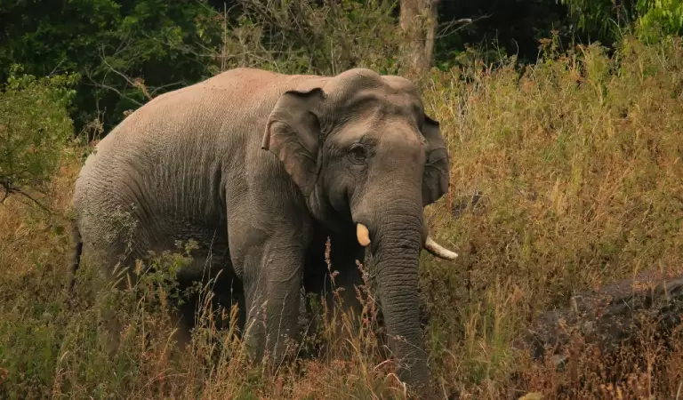 Majestic Asian Elephant in Natural Habitat