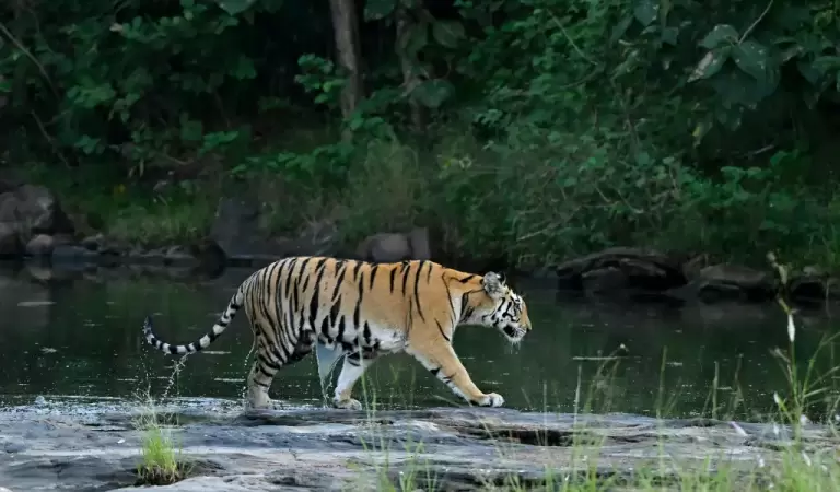 Majestic Bengal Tiger Walking by Jungle Stream