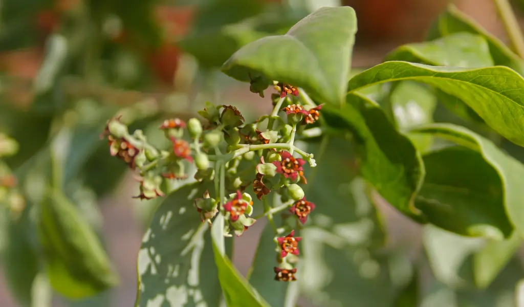 Pterocarpus santalinus, Red Sandalwood