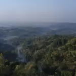 Rare Endangered Plants in Bandhavgarh National Park