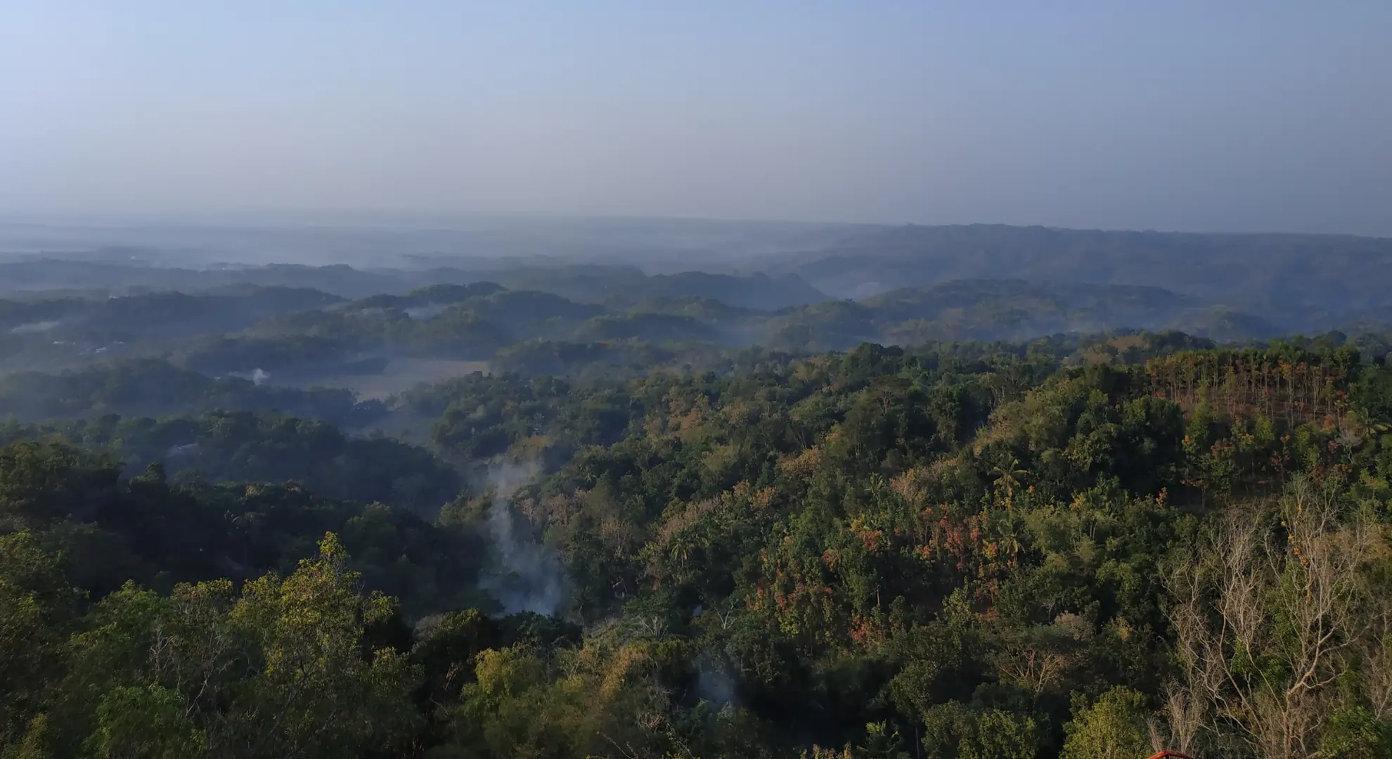 Rare Endangered Plants in Bandhavgarh National Park
