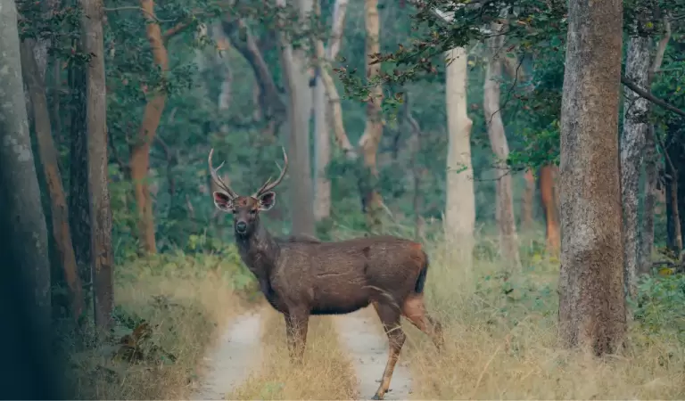 Sambar Deer in Forest of bandhavgarh NP
